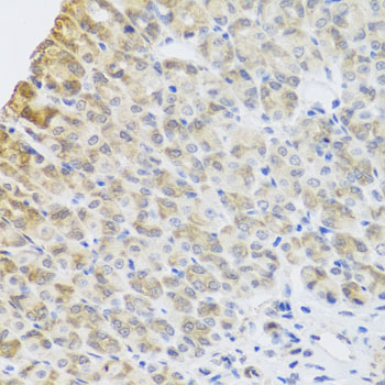 Immunohistochemistry of paraffin-embedded Mouse stomach using PER1 Polyclonal Antibody at dilution of  1:100 (40x lens).