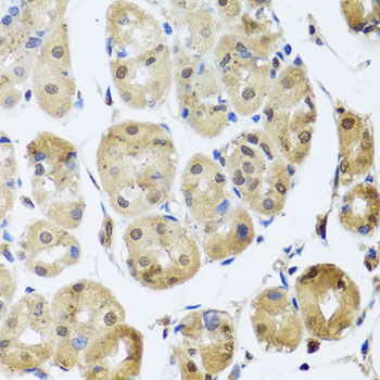 Immunohistochemistry of paraffin-embedded Human stomach using TAF15 Polyclonal Antibody at dilution of  1:100 (40x lens).