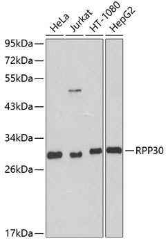 Western blot analysis of extracts of various cell lines using RPP30 Polyclonal Antibody at dilution of 1:1000.