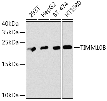 Western blot analysis of extracts of various cell lines using TIMM10B Polyclonal Antibody at dilution of 1:1000.