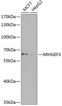 Western blot analysis of extracts of various cell lines using ARHGEF3 Polyclonal Antibody at dilution of 1:1000.