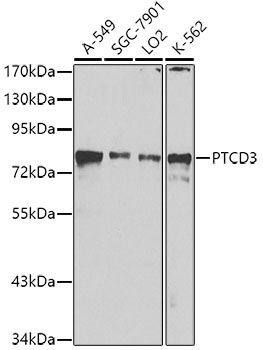 Western blot analysis of extracts of various cell lines using PTCD3 Polyclonal Antibody at dilution of 1:1000.