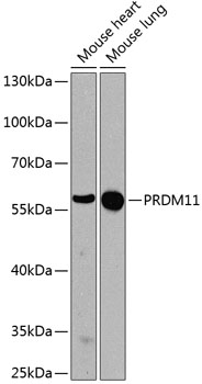 Western blot analysis of extracts of various cell lines using PRDM11 Polyclonal Antibody at dilution of 1:1000.