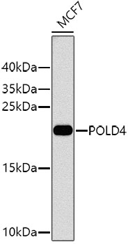 Western blot analysis of extracts of MCF-7 cells using POLD4 Polyclonal Antibody at dilution of 1:1000.