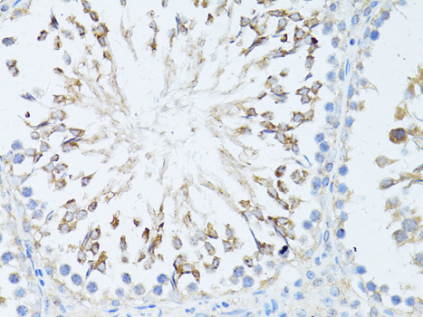 Immunohistochemistry of paraffin-embedded Rat testis using TEFM Polyclonal Antibody at dilution of  1:100 (40x lens).