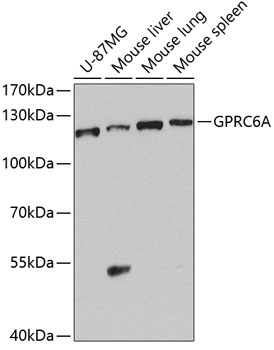 Western blot analysis of extracts of various cell lines using GPRC6A Polyclonal Antibody at dilution of 1:1000.