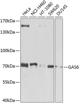 Western blot analysis of extracts of various cell lines using GAS6 Polyclonal Antibody at dilution of 1:1000.