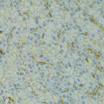 Immunohistochemistry of paraffin-embedded Rat pancreas using KCNJ1 Polyclonal Antibody at dilution of  1:100 (40x lens).