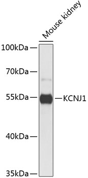 Western blot analysis of extracts of Mouse kidney using KCNJ1 Polyclonal Antibody at dilution of 1:1000.