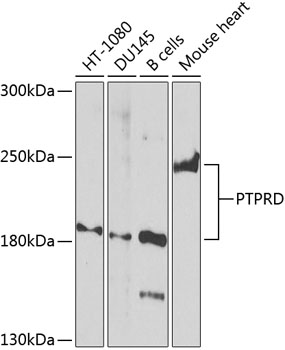 Western blot analysis of extracts of various cell lines using PTPRD Polyclonal Antibody at dilution of 1:1000.