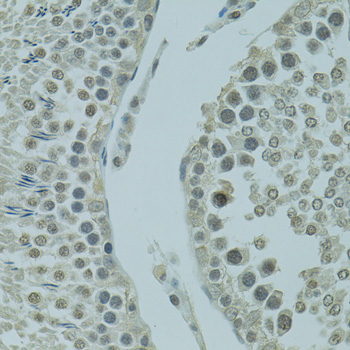 Immunohistochemistry of paraffin-embedded Rat testis using PRDM2 Polyclonal Antibody at dilution of  1:100 (40x lens).