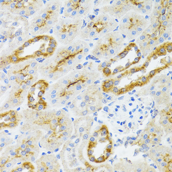 Immunohistochemistry of paraffin-embedded Rat kidney using AIFM3 Polyclonal Antibody at dilution of  1:100 (40x lens).