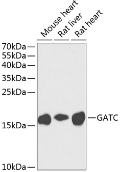 Western blot analysis of extracts of various cell lines using GATC Polyclonal Antibody at dilution of 1:1000.