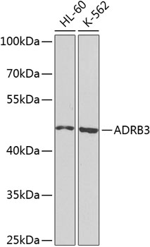 Western blot analysis of extracts of various cell lines using ADRB3 Polyclonal Antibody at dilution of 1:1000.