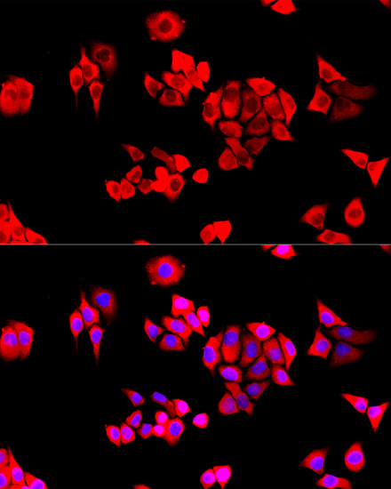 Immunofluorescence analysis of HeLa cells using EIF3J Polyclonal Antibody at dilution of  1:100. Blue: DAPI for nuclear staining.