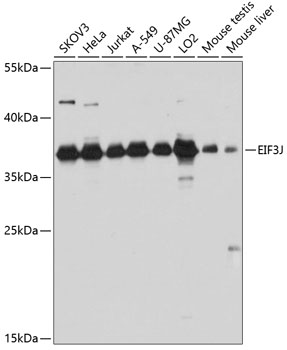 Western blot analysis of extracts of various cell lines using EIF3J Polyclonal Antibody at dilution of 1:3000.