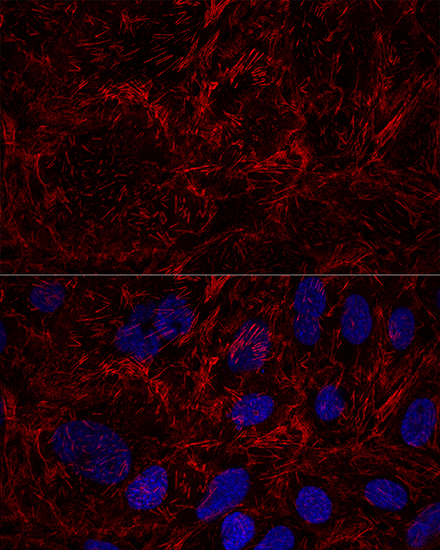 Confocal immunofluorescence analysis of U2OS cells using SEPT9 Polyclonal Antibody at dilution of  1:100. Blue: DAPI for nuclear staining.