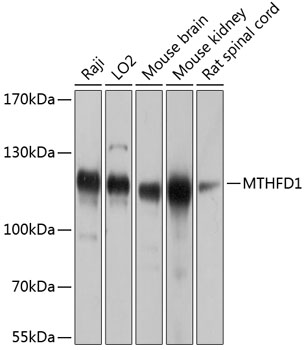 Western blot analysis of extracts of various cell lines using MTHFD1 Polyclonal Antibody at dilution of 1:1000.