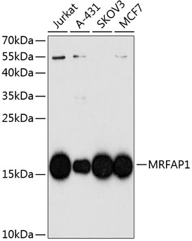 Western blot analysis of extracts of various cell lines using MRFAP1 Polyclonal Antibody at dilution of 1:1000.