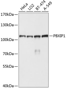 Western blot analysis of extracts of various cell lines using PBXIP1 Polyclonal Antibody at dilution of 1:1000.