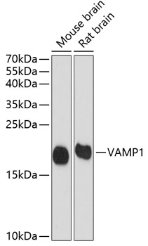 Western blot analysis of extracts of various cell lines using VAMP1 Polyclonal Antibody at dilution of 1:1000.