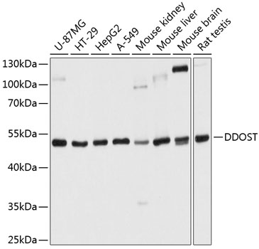 Western blot analysis of extracts of various cell lines using DDOST Polyclonal Antibody at dilution of 1:1000.