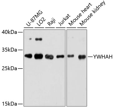 Western blot analysis of extracts of various cell lines using YWHAH Polyclonal Antibody at dilution of 1:3000.