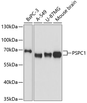 Western blot analysis of extracts of various cell lines using PSPC1 Polyclonal Antibody at dilution of 1:3000.