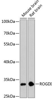 Western blot analysis of extracts of various cell lines using ROGDI Polyclonal Antibody at dilution of 1:3000.