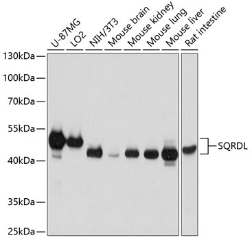 Western blot analysis of extracts of various cell lines using SQRDL Polyclonal Antibody at dilution of 1:3000.