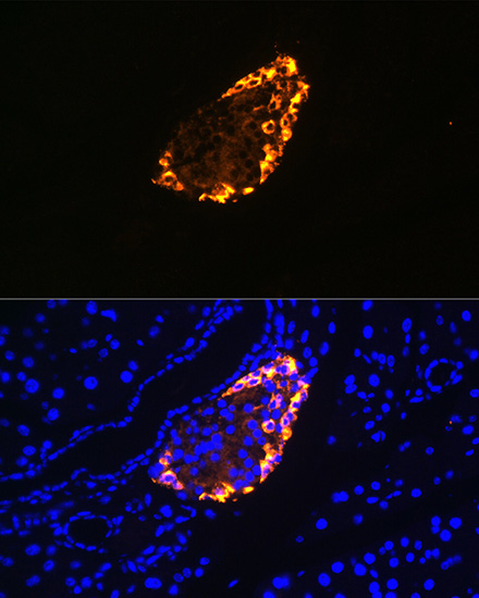Immunofluorescence analysis of Rat pancreas using SST Polyclonal Antibody at dilution of  1:100 (40x lens). Blue: DAPI for nuclear staining.