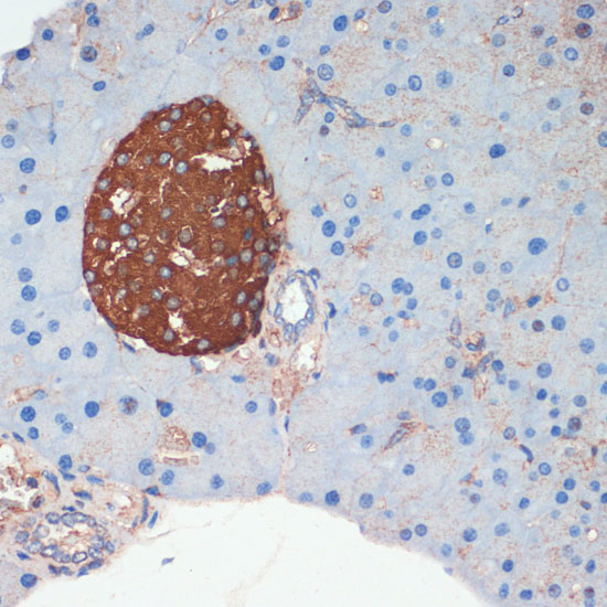 Immunohistochemistry of paraffin-embedded Mouse pancreas using SST Polyclonal Antibody at dilution of  1:200 (40x lens).