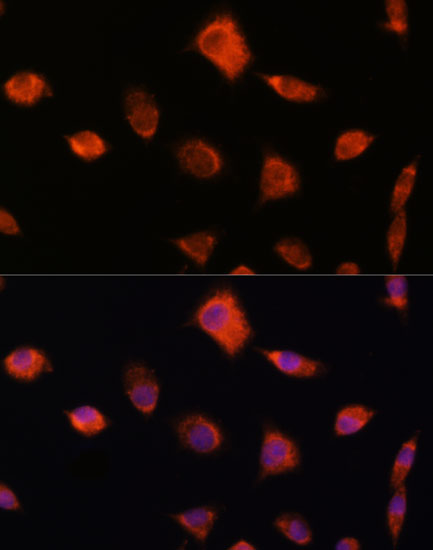 Immunofluorescence analysis of L929 cells using NUMB Polyclonal Antibody at dilution of  1:100. Blue: DAPI for nuclear staining.