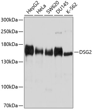 Western blot analysis of extracts of various cell lines using DSG2 Polyclonal Antibody at dilution of 1:1000.