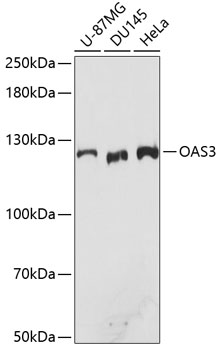Western blot analysis of extracts of various cell lines using OAS3 Polyclonal Antibody at dilution of 1:3000.