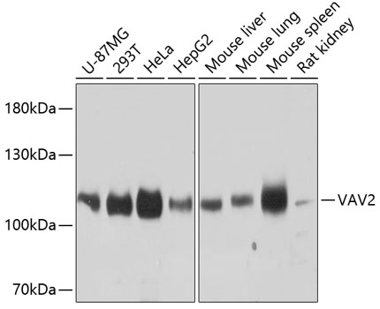Western blot analysis of extracts of various cell lines using VAV2 Polyclonal Antibody at dilution of 1:3000.