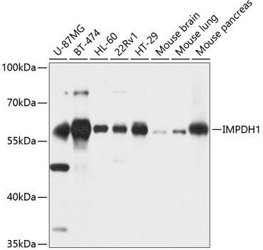 Western blot analysis of extracts of various cell lines using IMPDH1 Polyclonal Antibody at dilution of 1:1000.