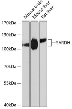 Western blot analysis of extracts of various cell lines using SARDH Polyclonal Antibody at dilution of 1:3000.