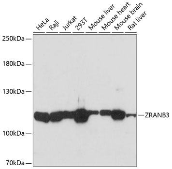 Western blot analysis of extracts of various cell lines using ZRANB3 Polyclonal Antibody at dilution of 1:3000.