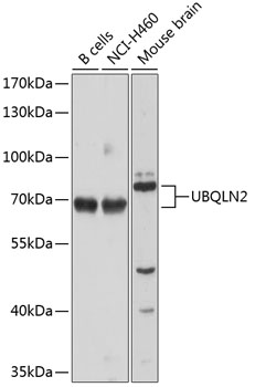 Western blot analysis of extracts of various cell lines using UBQLN2 Polyclonal Antibody at dilution of 1:1000.