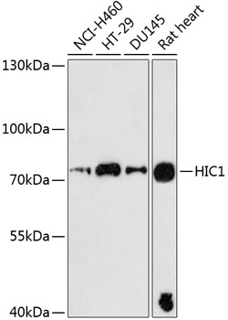 Western blot analysis of extracts of various cell lines using HIC1 Polyclonal Antibody at dilution of 1:3000.