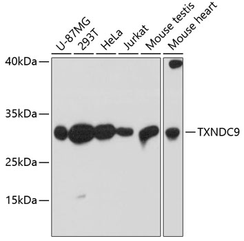 Western blot analysis of extracts of various cell lines using TXNDC9 Polyclonal Antibody at dilution of 1:3000.