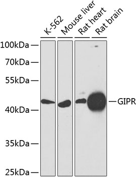 Western blot analysis of extracts of various cell lines using GIPR Polyclonal Antibody at dilution of 1:1000.