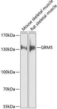 Western blot analysis of extracts of various cell lines using GRM5 Polyclonal Antibody at dilution of 1:1000.