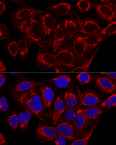 Confocal immunofluorescence analysis of U2OS cells using MRPS16 Polyclonal Antibody at dilution of  1:100. Blue: DAPI for nuclear staining.