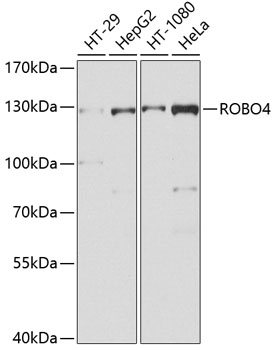 Western blot analysis of extracts of various cell lines using ROBO4 Polyclonal Antibody at dilution of 1:1000.