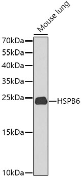 Western blot analysis of extracts of Mouse lung using HSPB6 Polyclonal Antibody at dilution of 1:1000.