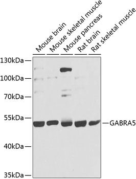 Western blot analysis of extracts of various cell lines using GABRA5 Polyclonal Antibody at dilution of 1:1000.