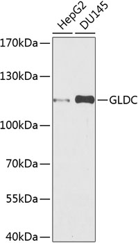Western blot analysis of extracts of various cell lines using GLDC Polyclonal Antibody at dilution of 1:1000.