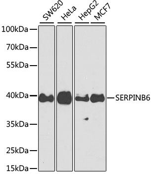 Western blot analysis of extracts of various cell lines using SERPINB6 Polyclonal Antibody at dilution of 1:1000.